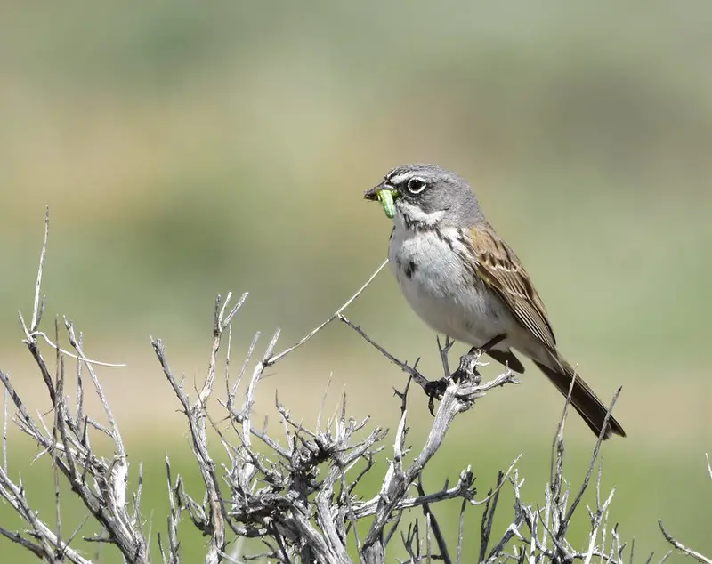 Sagebrush Sparrow