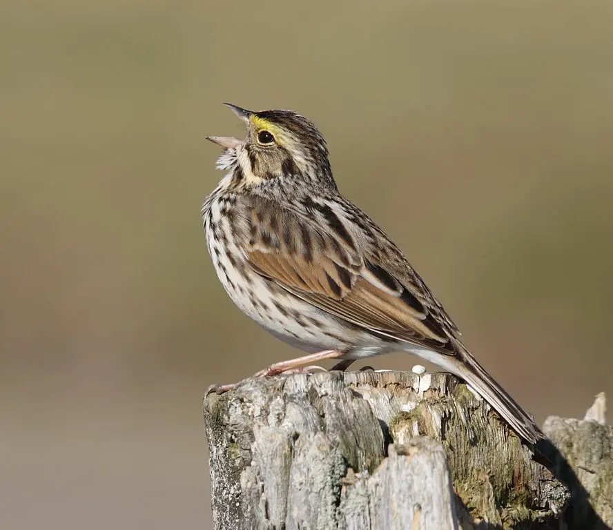 Savannah Sparrow