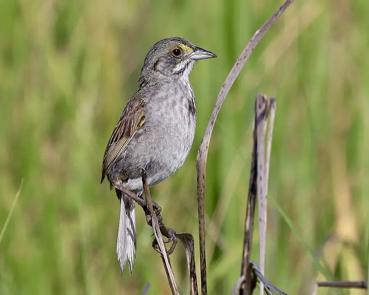 Seaside Sparrow