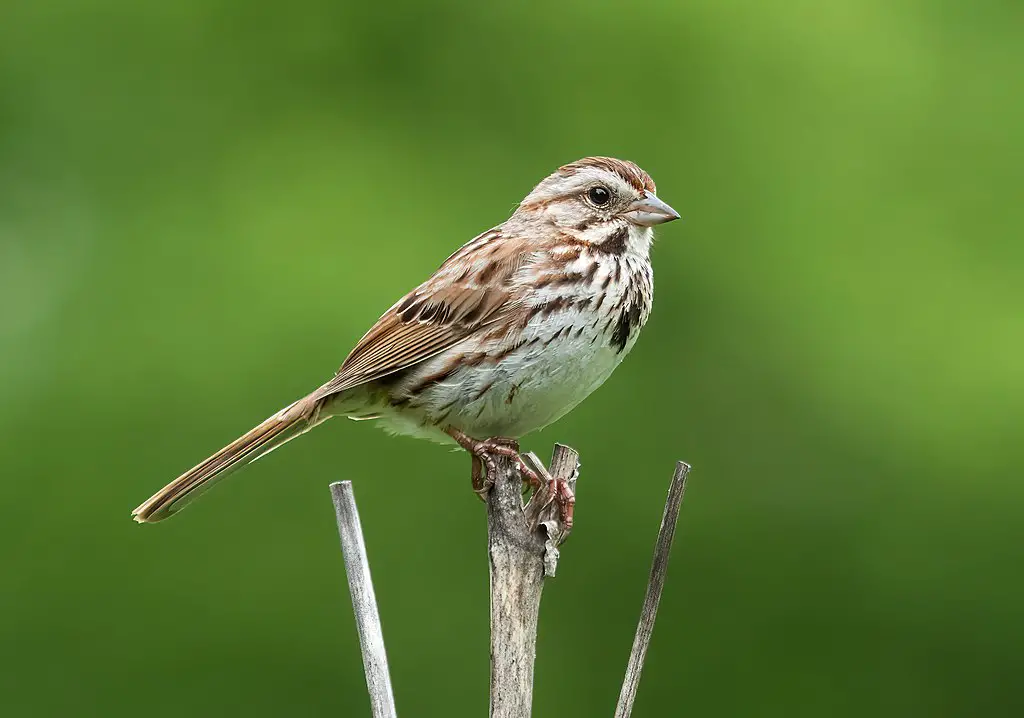 You are currently viewing Texas Sparrow Species Guide (with photos)