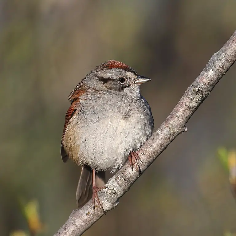 Swamp Sparrow