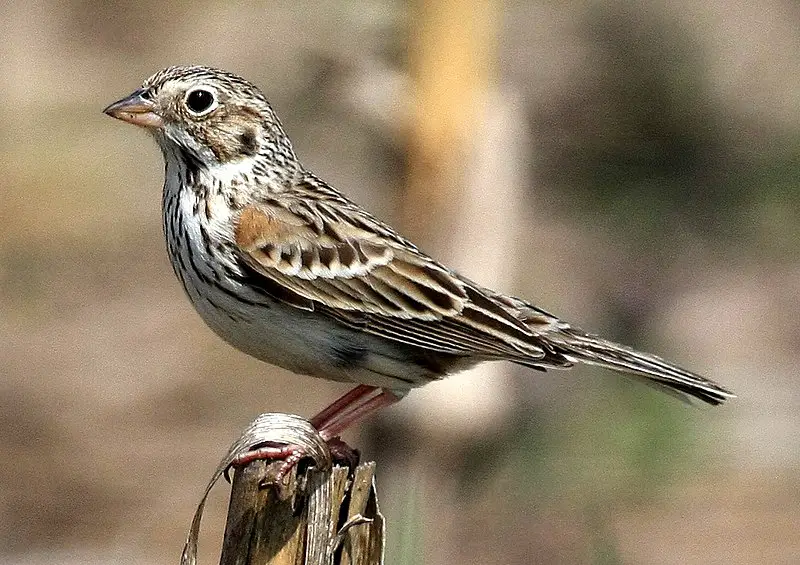 Vesper Sparrow