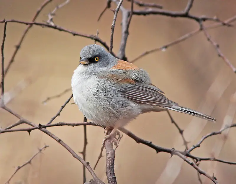 Yellow-eyed Junco